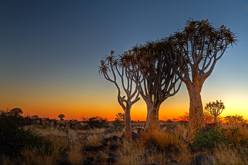 IMG_07386 HDR7D 800.jpg - Köcherbäume nach Sonnenuntergang